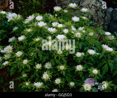 Anemone nemorosa - `Bracteata Pleniflora'   BUL068968 Stock Photo